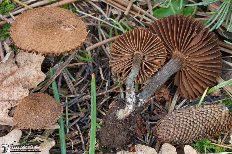 Inocybe calamistrata foto 1