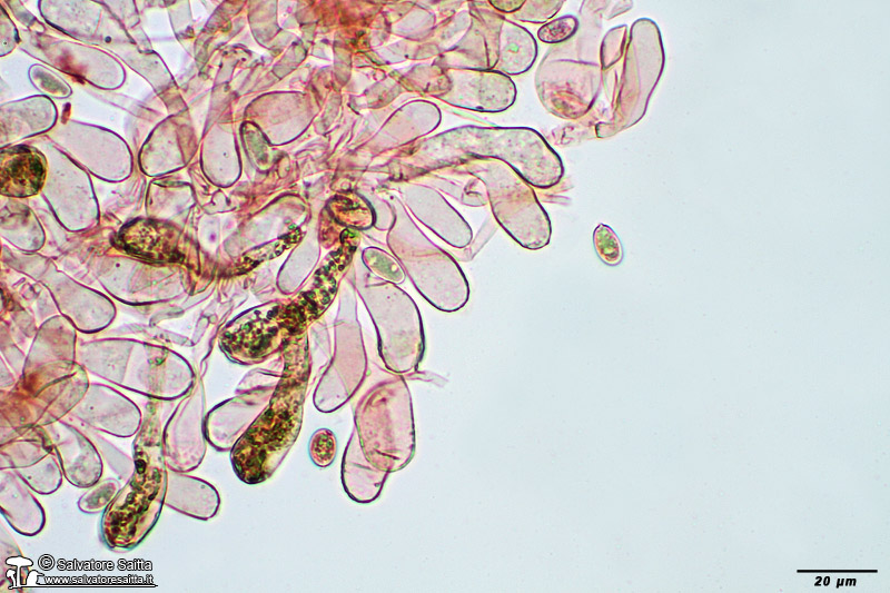 Inocybe calamistrata cheilocistidi foto 2