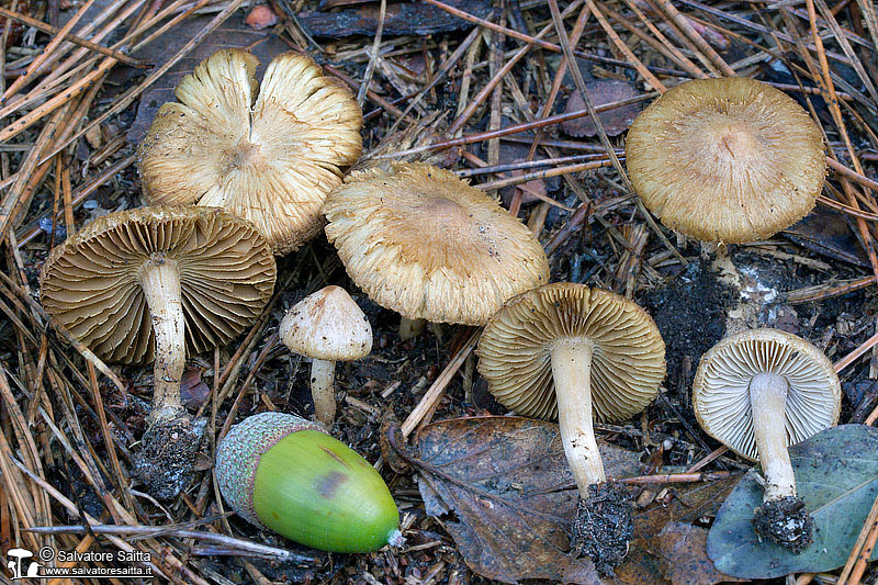 Inocybe flocculosa foto 1