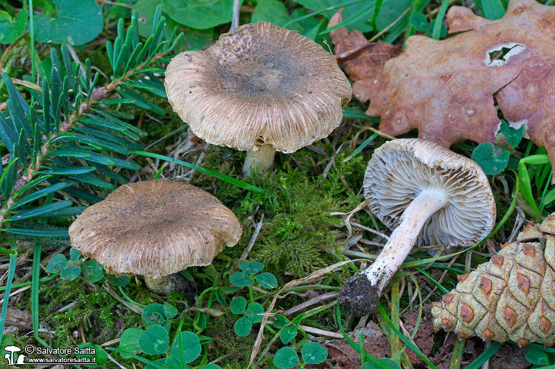 Inocybe flocculosa foto 2