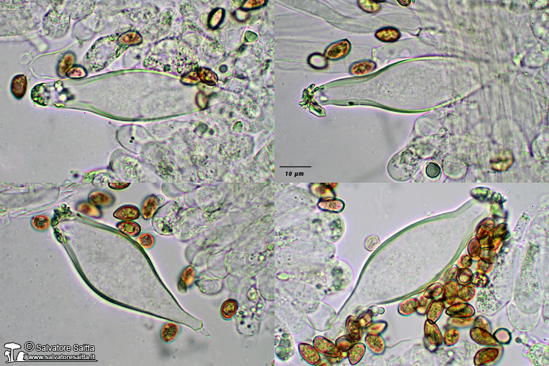 Inocybe flocculosa pleurocistidi foto 1