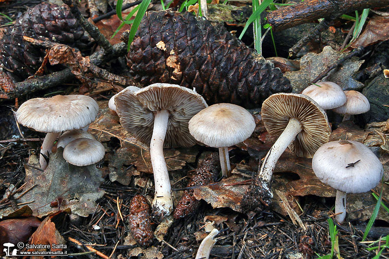 Inocybe geophylla var. lilacina foto 1