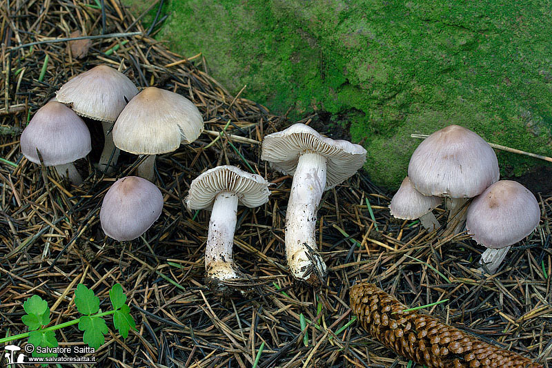 Inocybe geophylla var. lilacina foto 2