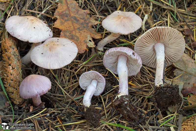 Inocybe geophylla var. lilacina foto 3