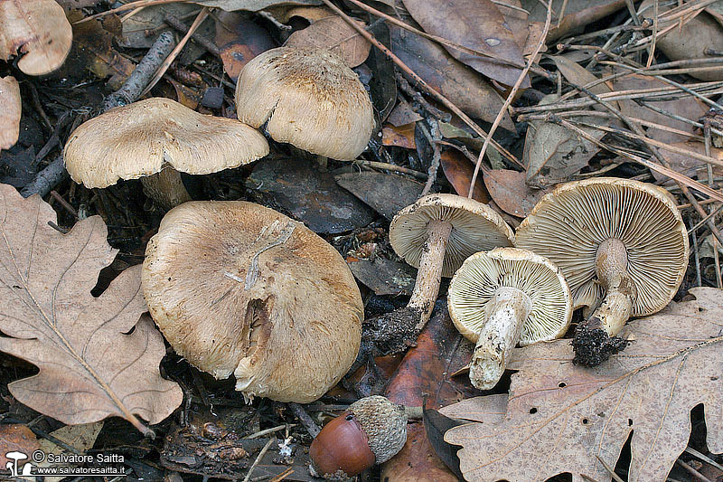 Inocybe melanopus foto 2