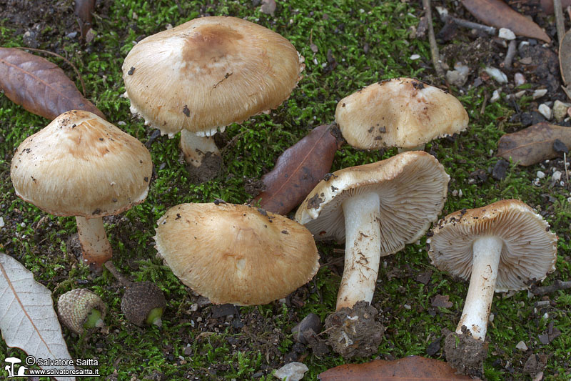 Inocybe pyriodora foto 1