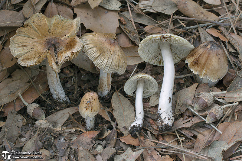 Inocybe rimosa foto 1