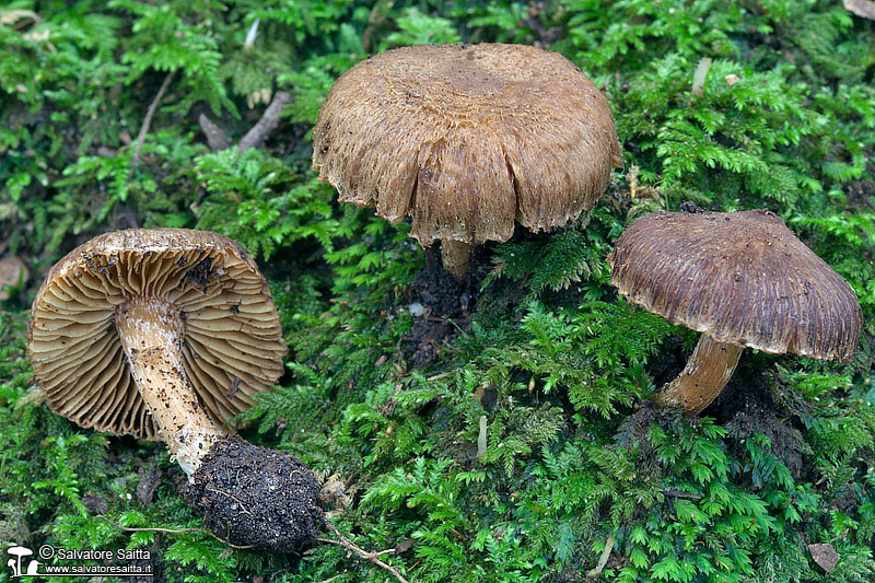 Inocybe squarrosa