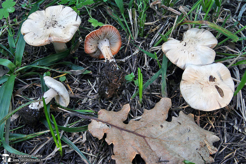 Inocybe whitei foto 1