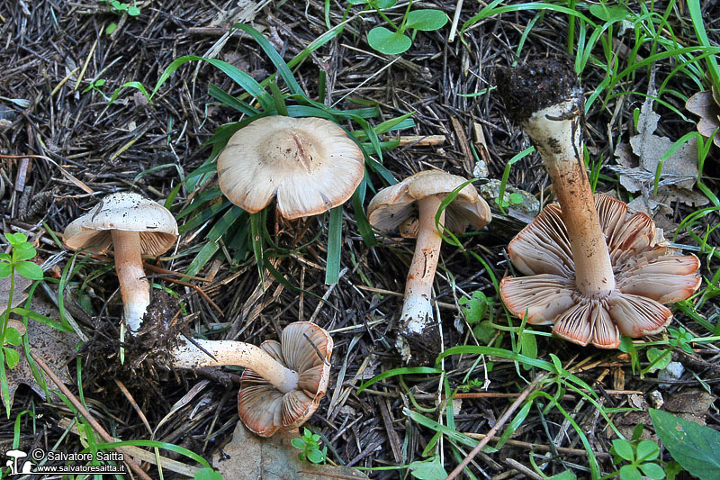 Inocybe whitei foto 2