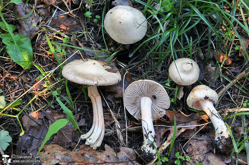 Inocybe whitei foto 3