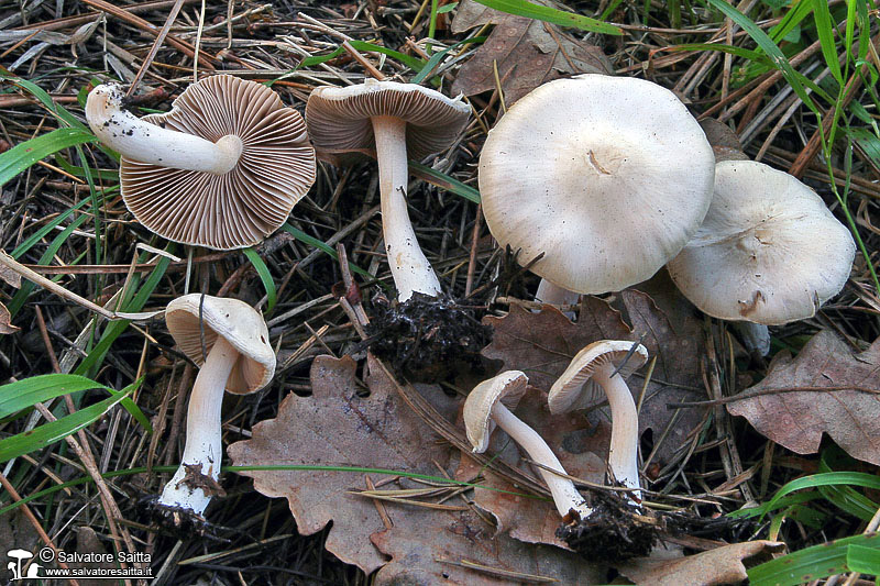 Inocybe whitei foto 4