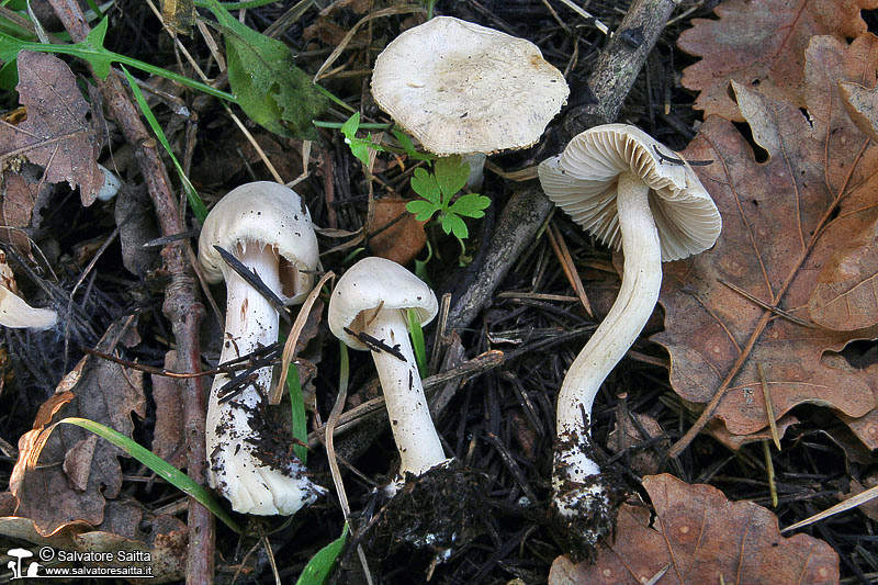 Inocybe whitei foto 5