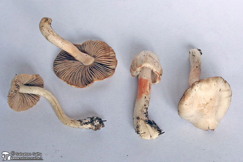 Inocybe whitei foto 6