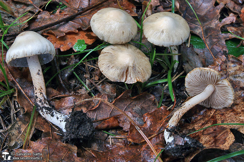 Inocybe whitei foto 9