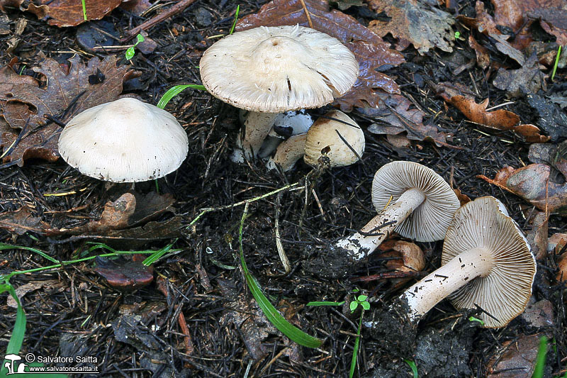 Inocybe whitei foto 10