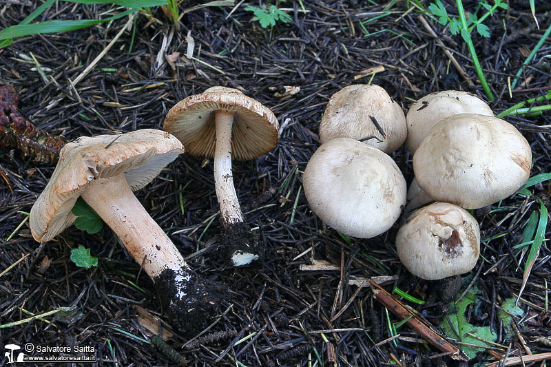 Inocybe whitei foto 11