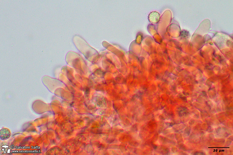 Laccaria affinis filo lamellare foto 1