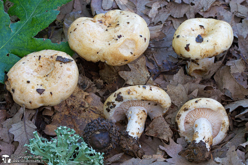 Lactarius acerrimus foto 1