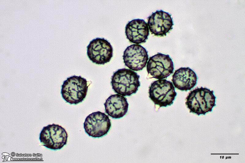 Lactarius acerrimus spore foto 1