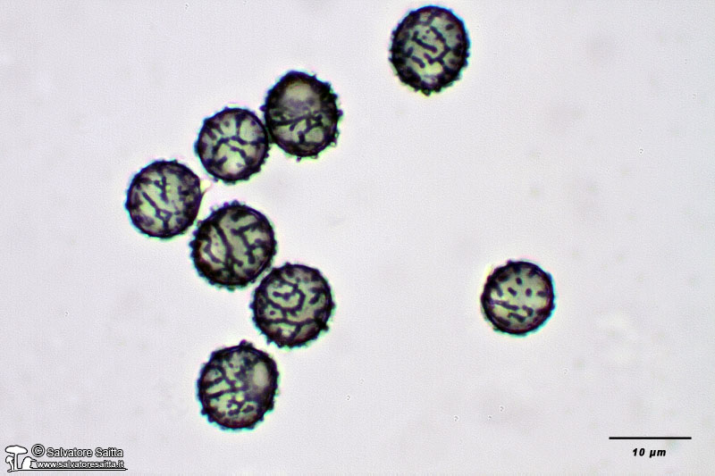 Lactarius acerrimus spore foto 2
