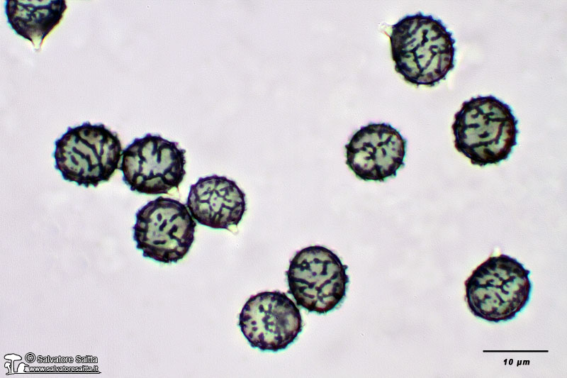 Lactarius acerrimus spore foto 3