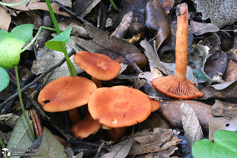 Lactarius atlanticus foto 1