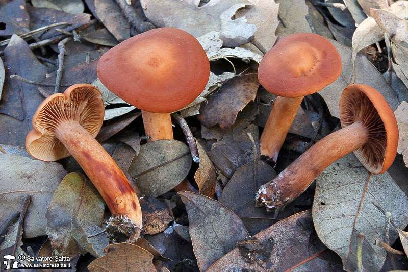 Lactarius atlanticus foto 2