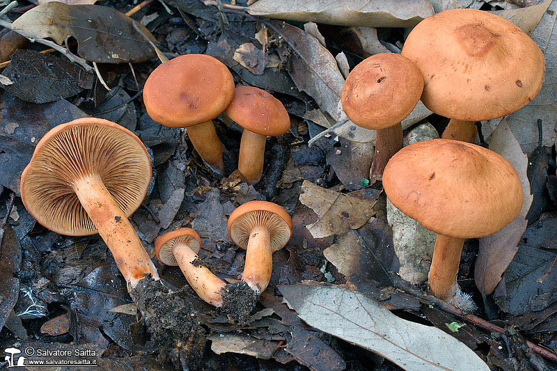 Lactarius atlanticus foto 3