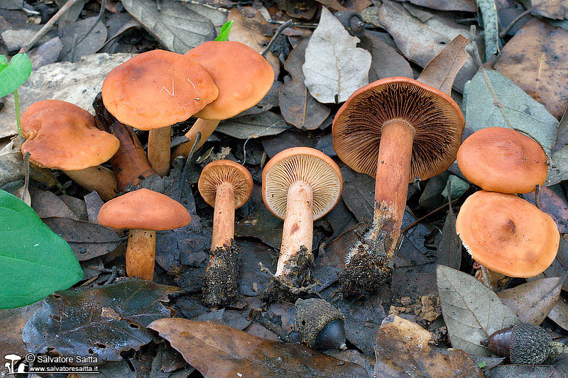 Lactarius atlanticus foto 4