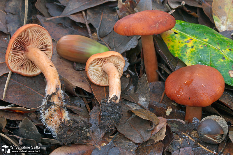 Lactarius atlanticus foto 5