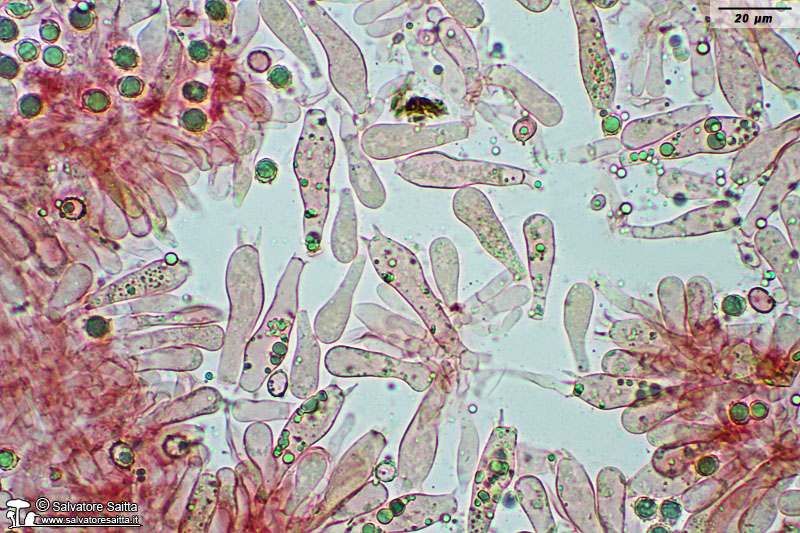 Lactarius aurantiacus elementi imeniali foto 1