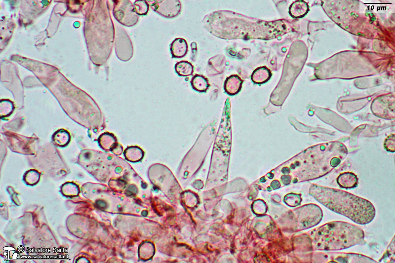 Lactarius aurantiacus elementi imeniali foto 2
