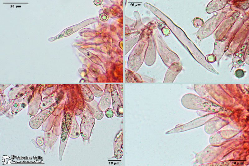 Lactarius aurantiacus cistidi imeniali foto 1