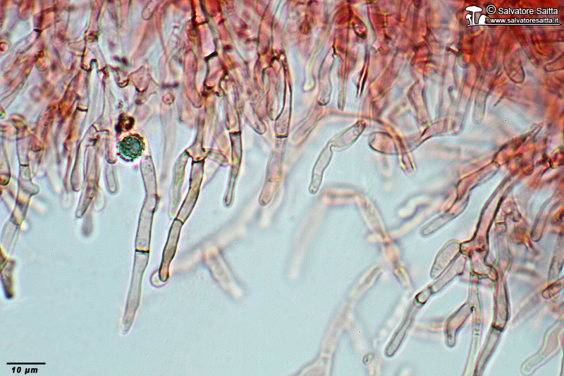 Lactarius aurantiacus pileipellis foto 3