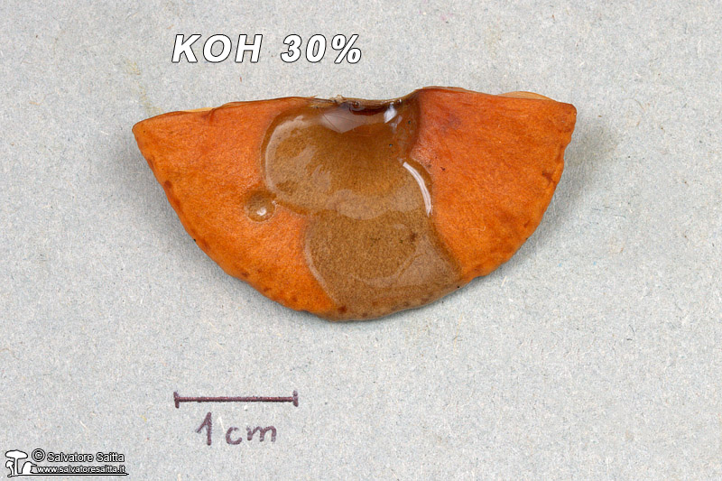 Lactarius aurantiacus KOH su cuticola 1