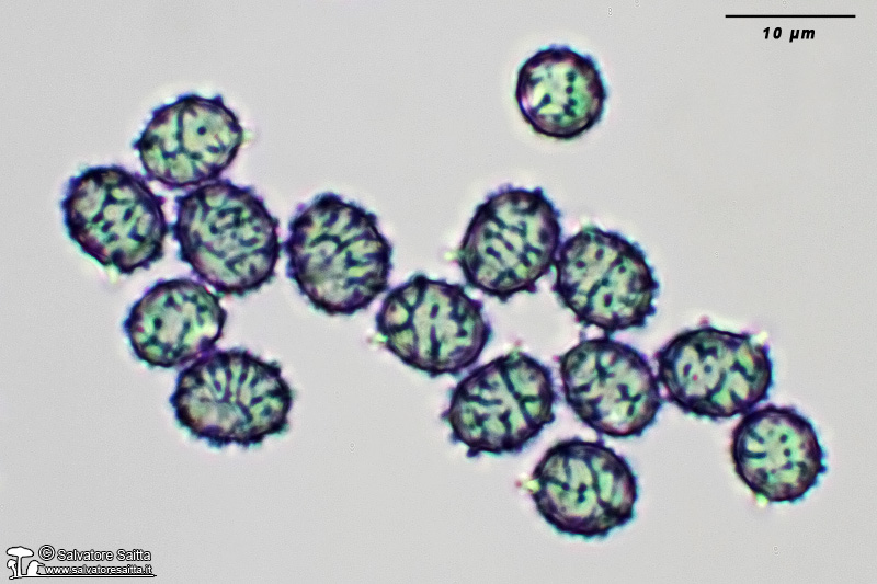 Lactarius aurantiacus spore foto 3