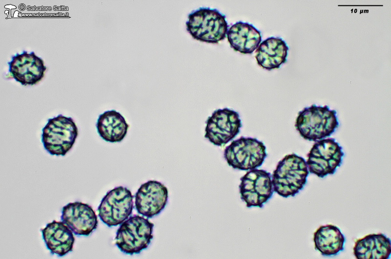 Lactarius aurantiacus spore foto 4