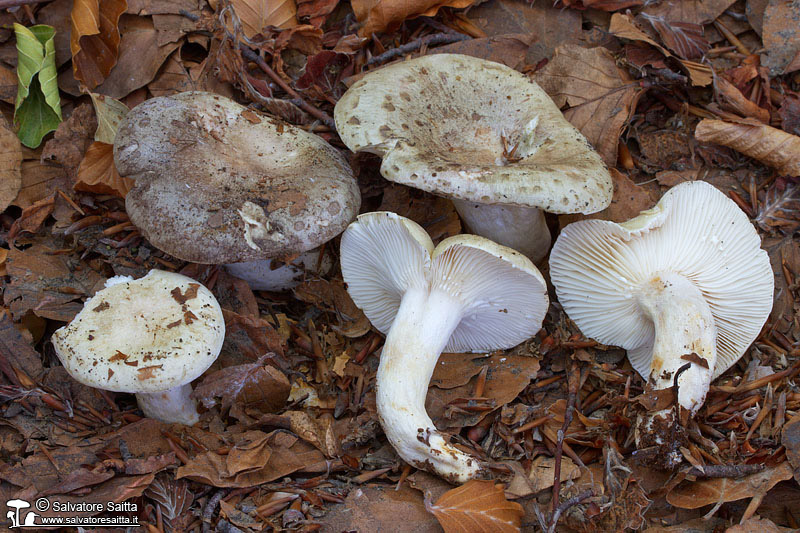 Lactarius blennius foto 1