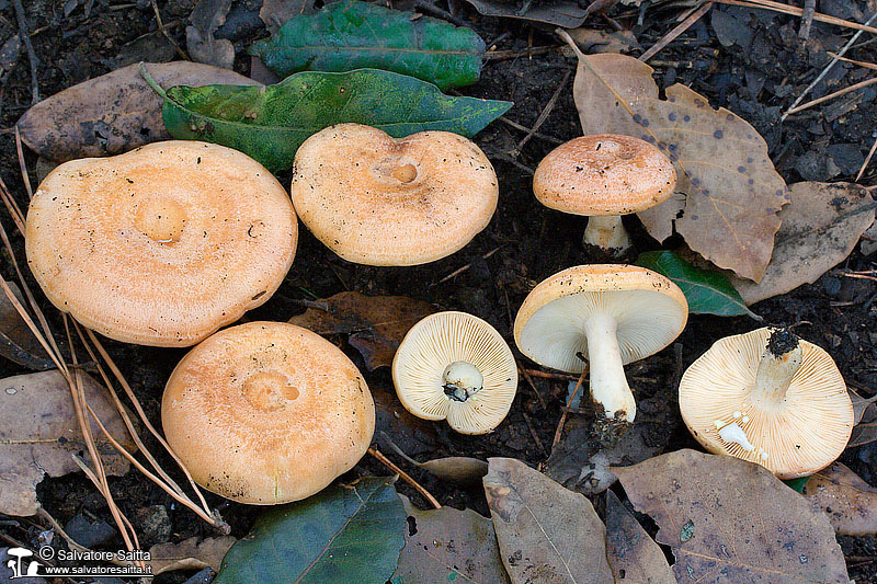 Lactarius chrysorrheus foto 1