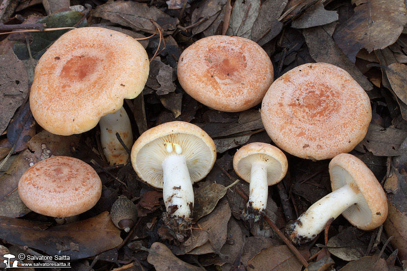Lactarius chrysorrheus foto 4