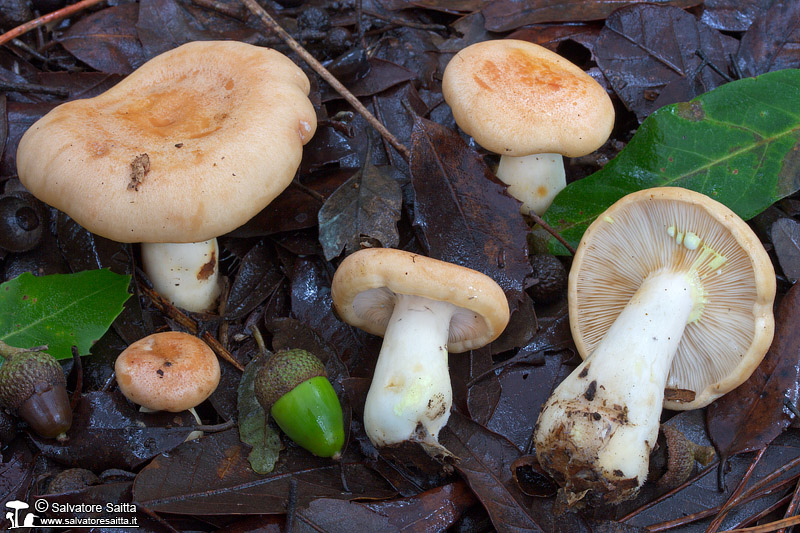 Lactarius chrysorrheus foto 5