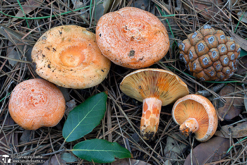 Lactarius deliciosus foto 1