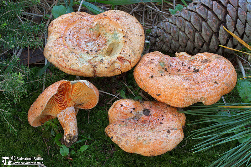Lactarius deliciosus foto 2