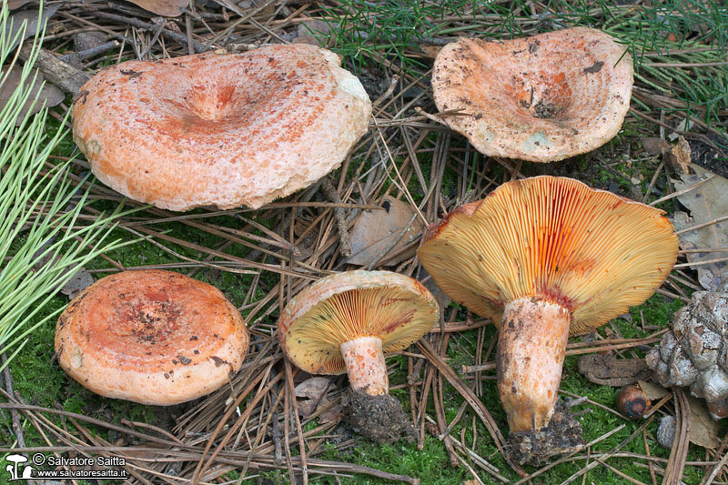 Lactarius deliciosus foto 3