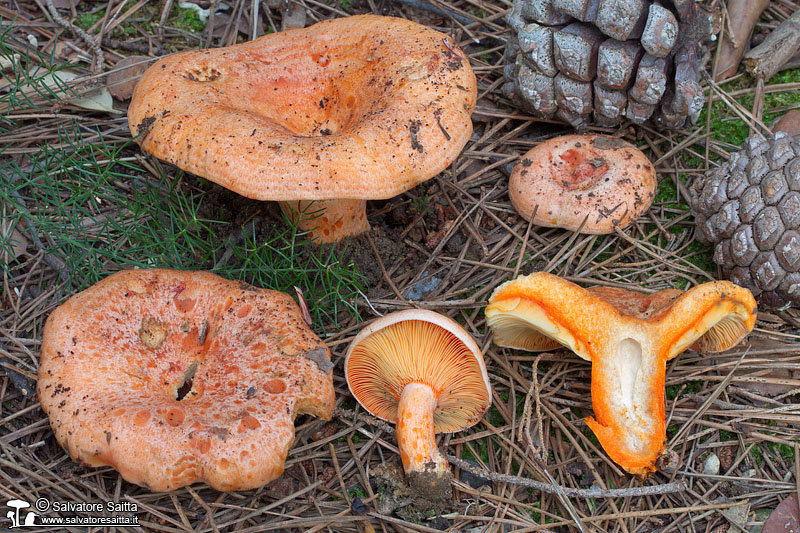 Lactarius deliciosus foto 4