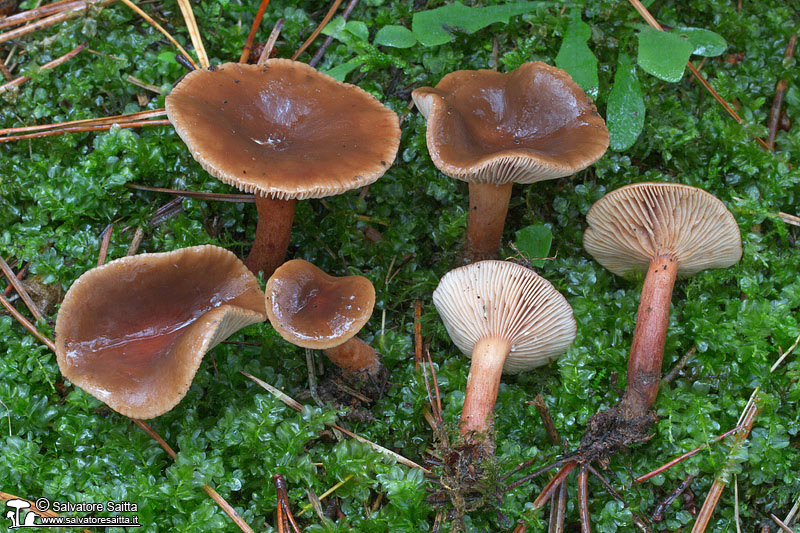 Lactarius hepaticus foto 1