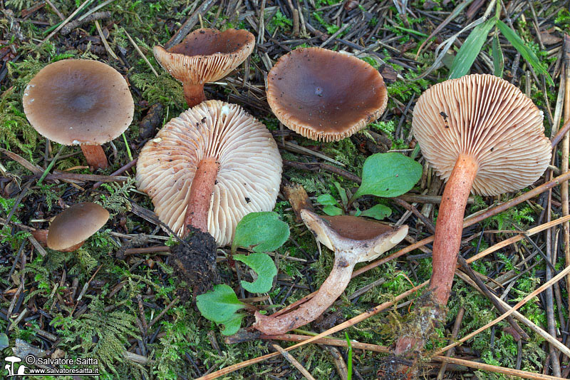 Lactarius hepaticus foto 2