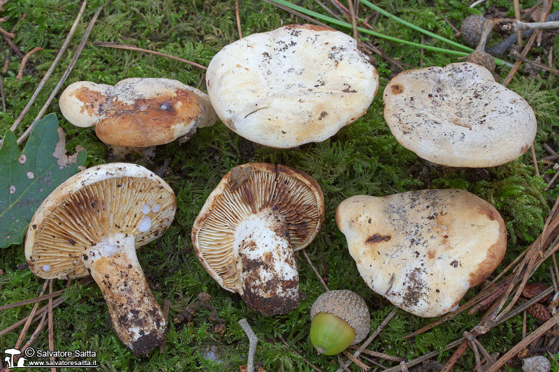 Lactarius luteolus foto 1