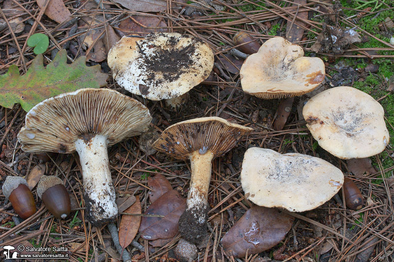 Lactarius luteolus foto 2